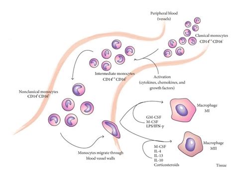 Monocytes And Macrophages