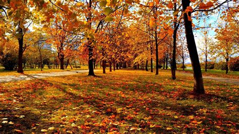 Beautiful Straight Line Yellow Autumn Fall Trees Park HD Nature Wallpapers | HD Wallpapers | ID ...