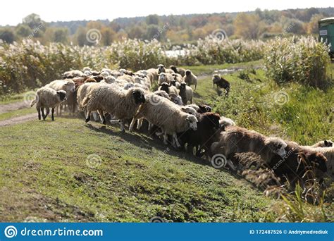 Um Bando De Ovinos Pastando Em Erva Verde No Campo Foto De Stock