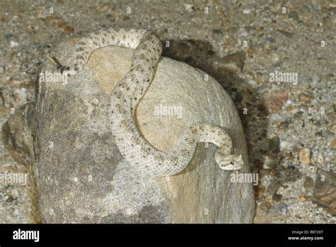 Sidewinder (rattlesnake) is named for its method of locomotion, a side ...