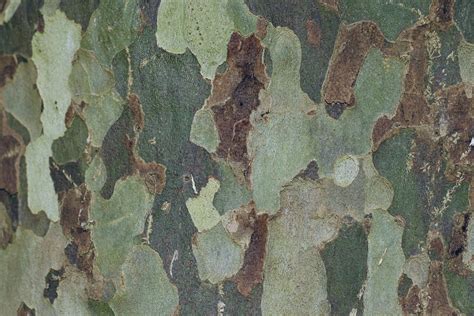 A close up of the bark of a tree photo – Free Grey Image on Unsplash