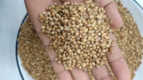 Raw Natural Coriander Seeds For Cooking Grade Standard Food Grade