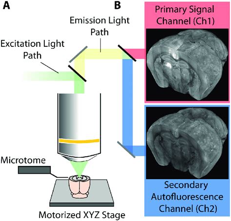 Simplified Schematic Diagram Of The Serial Two Photon Microscope And