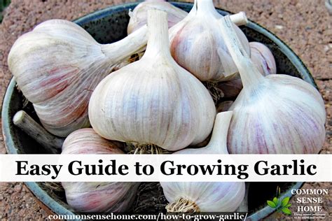 How To Grow Garlic In The Garden Easy Guide To Growing Garlic