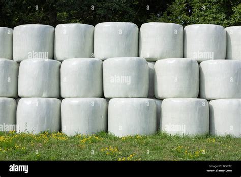 Stacked Round Silage Bales Wrapped In White Film To Be Used Later For