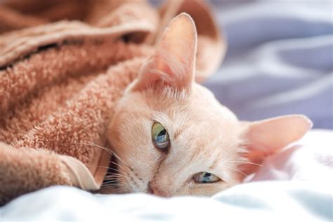 A Cat Owners Guide To Feline Infectious Respiratory Diseases Vet In