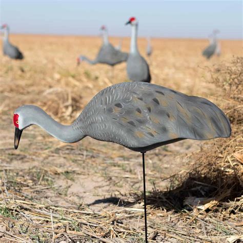 Live Fully Flocked Sandhill Crane Feeders 2 Pack Hunting Decoys