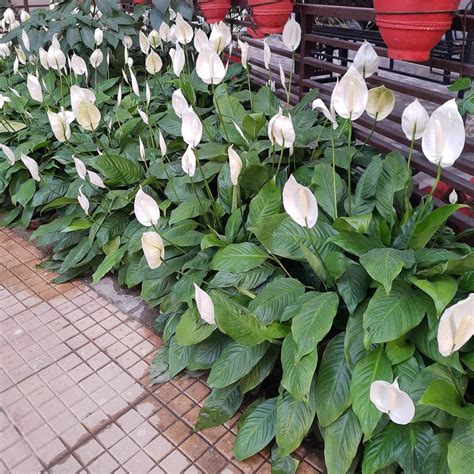 Peace Lily (Spathiphyllum) - Nature Nursery - Central India's Biggest ...