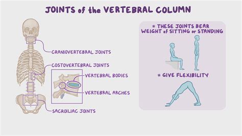 Joints of the vertebral column: Video & Anatomy | Osmosis