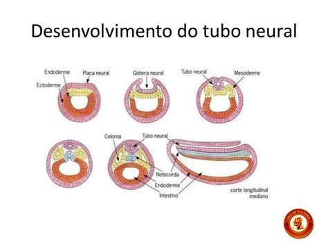 Liga De Anatomia Ulbra Desenvolvimento EmbrionÁrio Do Sistema Nervoso