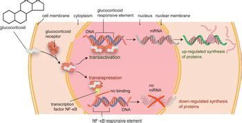 Answered: Glucocorticoids- Mechanism of Action | bartleby