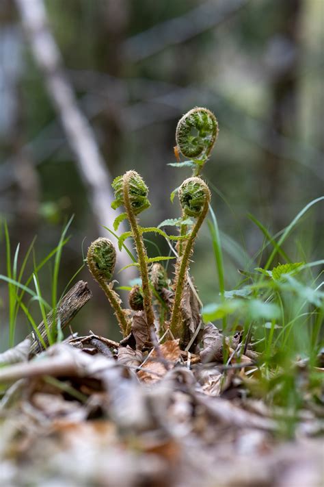 Fiddleheads And Their Potential For Future Agricultural Applications