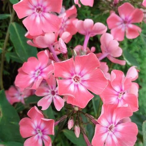 Luotelin Hortenzija Vanille Fraise Hydrangea Paniculata Medelyna