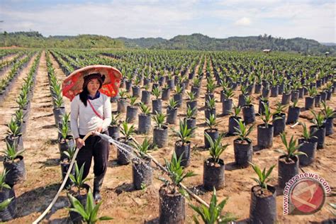 Wwf Intensifikasi Produktivitas Kelapa Sawit Solusi Tingkatkan