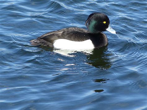 Black And White Duck On Body Of Water Tufted Duck Hd Wallpaper