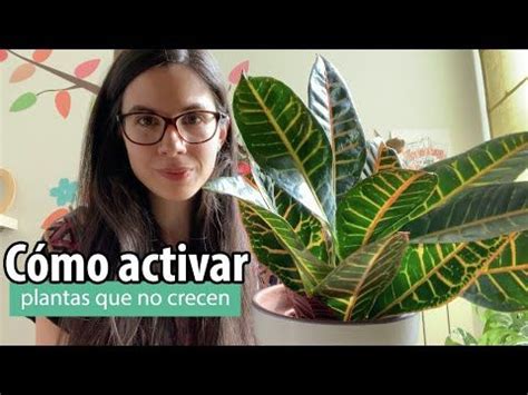 C Mo Estimular Plantas Que No Crecen Consejos Para Activar Plantas