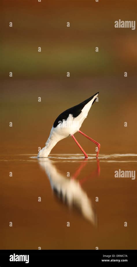 Male Black Winged Stilt Himantopus Himantopus Wading In Water