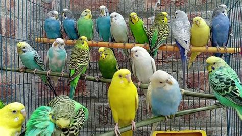 budgie sounds - YouTube