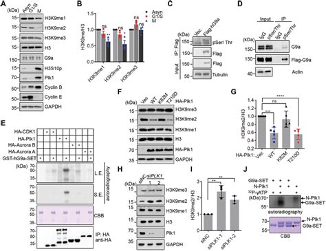 G9a Can Be Phosphorylated By Plk1 Both In Vitro And In Vivo A B Download Scientific Diagram