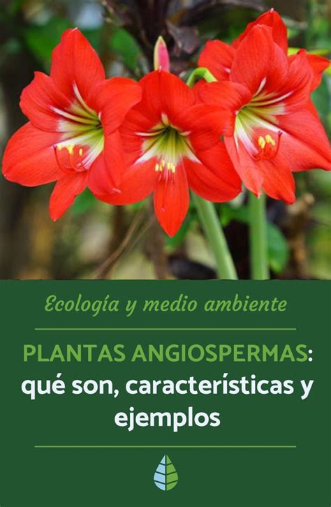 Plantas Angiospermas Qu Son Caracter Sticas Y Ejemplos Artofit