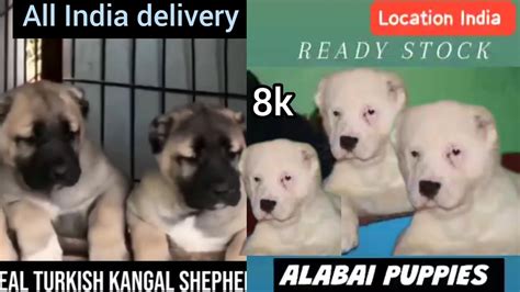 Asian Shepherd And Kangal Shepherd Puppy 1feb 2024 Alabai Puppy