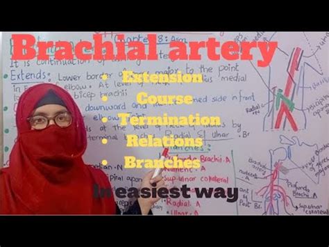 Anatomy Of Brachial Artery Course Relations Branches