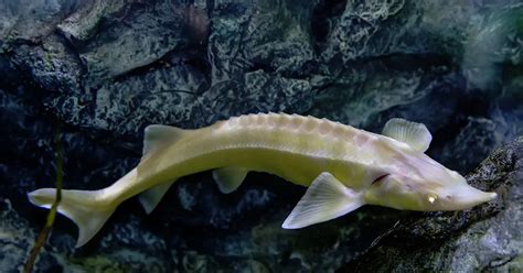 Белуга альбинос [71 фотография]