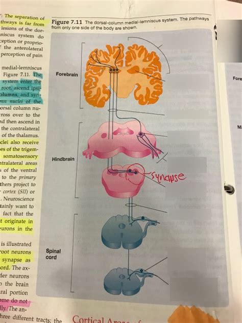 Psyco 275 The Dorsal Column Medial Lemniscus System Diagram Quizlet