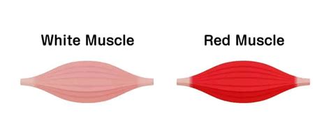 Fibras Vermelhas E Fibras Brancas O Que São E Quais As Diferenças