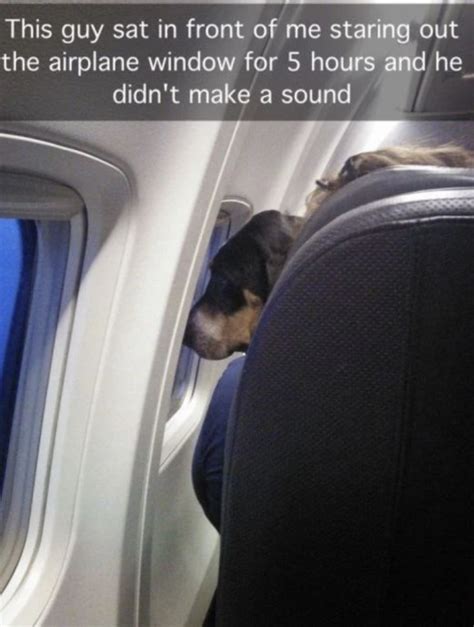 Funny Memes About Dogs on the Plane You Just Should See — Funny Pictures