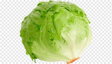 Green Cabbage Iceberg Lettuce Romaine Lettuce Blt Red Leaf Lettuce