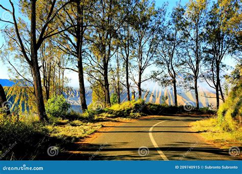 A Row of Pine Trees on Mount Bromo Stock Image - Image of park, forest ...