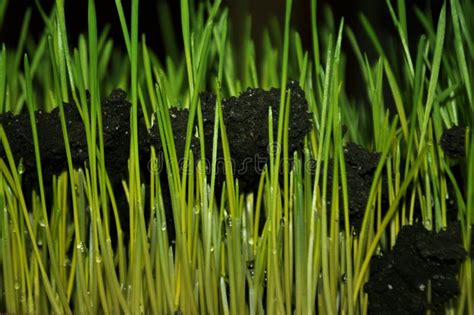 Brotes De Las Plantas Jovenes En El Ambiente Natural Primers Del Trigo