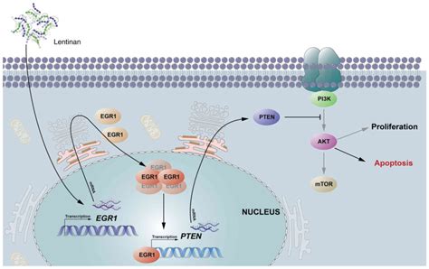 Lentinan Induces Apoptosis Of Mouse Hepatocellular Carcinoma Cells