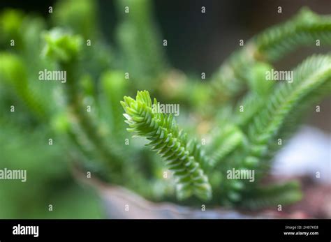 Crassula Muscosa Watch Chain Is A Succulent Plant Native To South