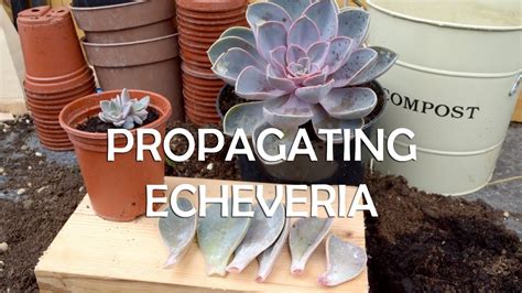 How To Propagate Echeveria Super Easy Succulent Propagation Youtube