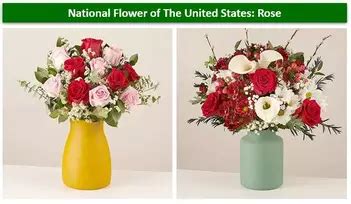 National Flower Of Usa Images | Best Flower Site