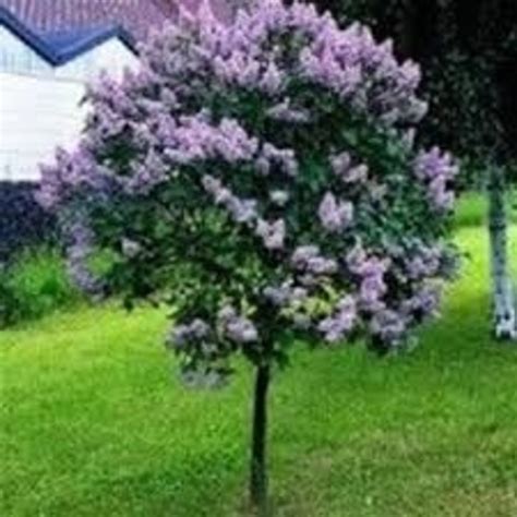 Syringa X Bloomerang Dark Purple Shades Of Green Inc