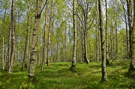 Birch Trees Forest - Free photo on Pixabay - Pixabay