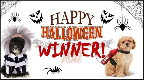 Halloween Competition Winner - Cockapoo HQ