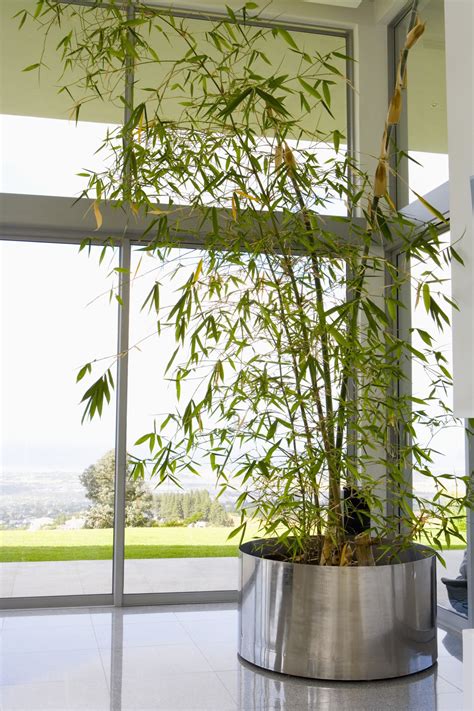 How to Grow Bamboo Plants Indoors | eHow