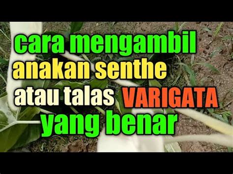 Cara Benar Mengambil Tunas Anakan Jenis Tanaman Talas Senthe Varigata