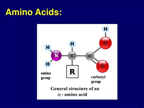 Ppt Amino Acids Powerpoint Presentation Free Download Id2219621