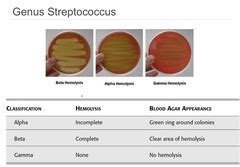 Microbio Pathogenic Cocci Bacilli L3 Exam 2 Quizlet