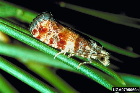 Nantucket Pine Tip Moth Rhyacionia Frustrana