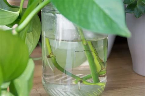 How To Propagate Pothos Plantsnever Buy Another Pothos