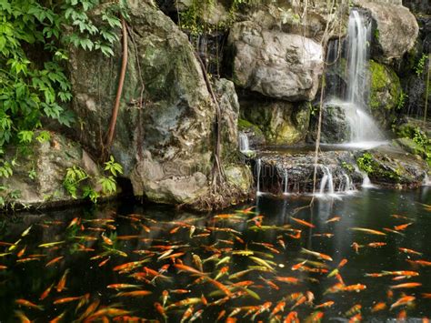 Waterfall With Koi Fish Pond