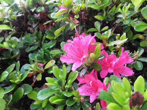 久留米躑躅クルメツツジ 花だより 白鳥庭園｜名古屋市熱田区