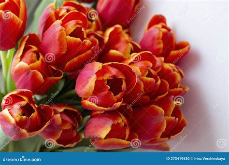 Red Tulips On A White Background Blur Red Tulips On A White Background