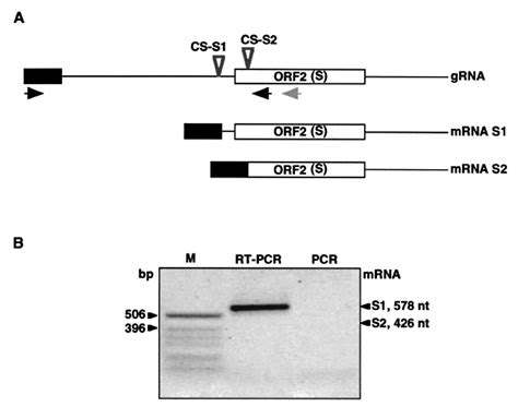 Rt Pcr Analysis Of S Gene Mrna Expression A Schematic Diagram